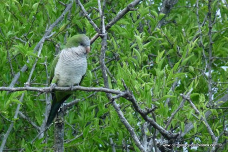 Loras... verde y más verde.